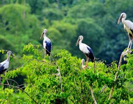 Bang Lang Stork Garden